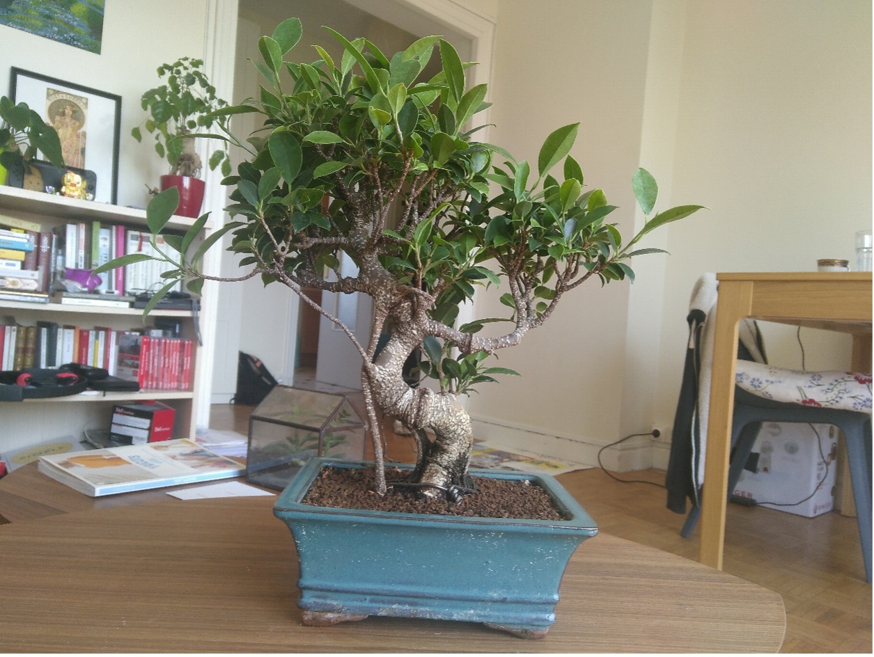 Ficus Bonsai